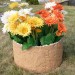 Цветник КАНЬОН купить в Новой Ладоге